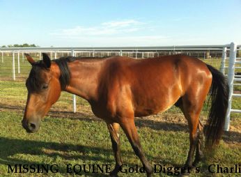 MISSING EQUINE Gold Digger`s Charlie Brown, Near Oklahoma City, OK, 73160